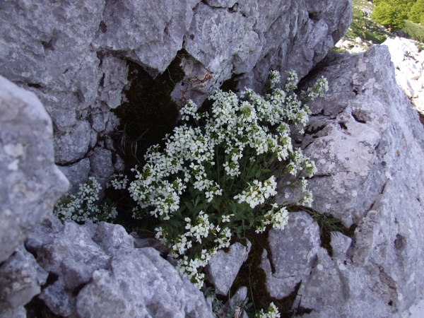 arabis alpina subsp caucasica